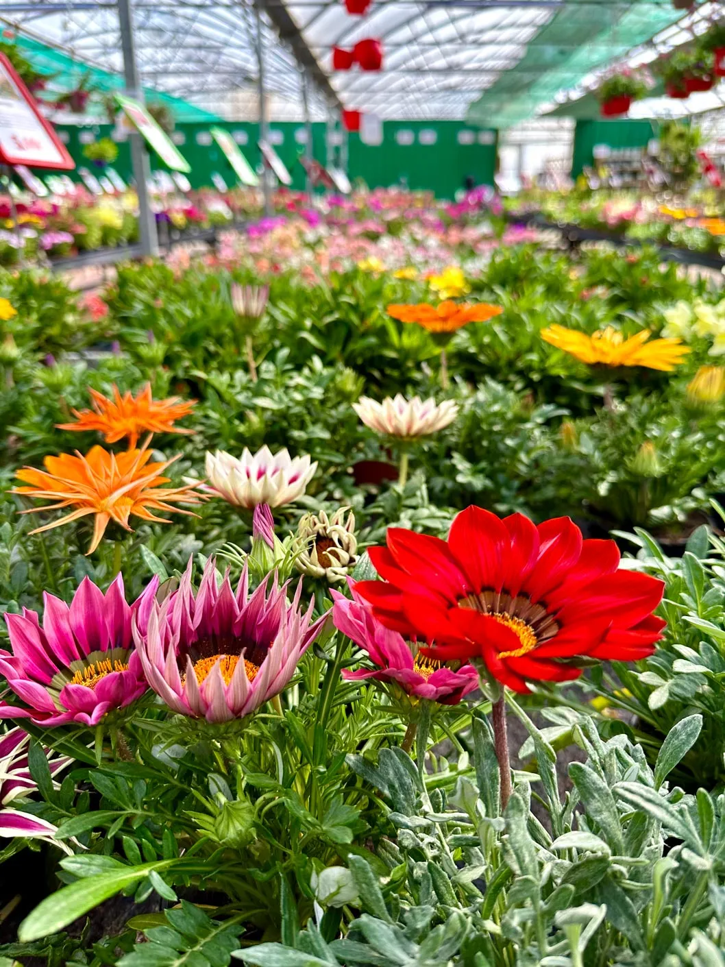 Gazanias en serre à la pépinière Pépinières Moreau à Albi