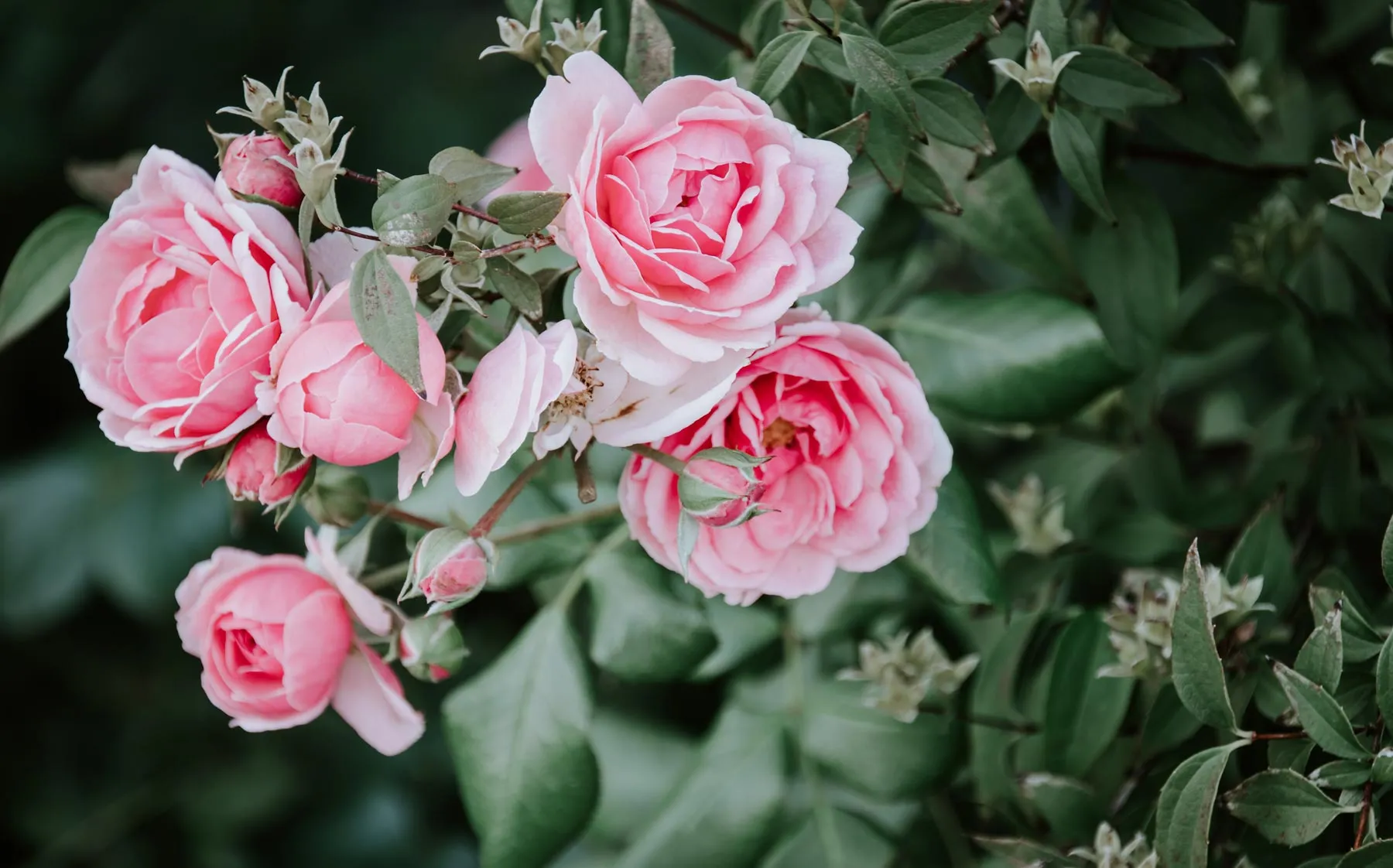 Rosiers en fleurs à la jardinerie Pépinières Moreau